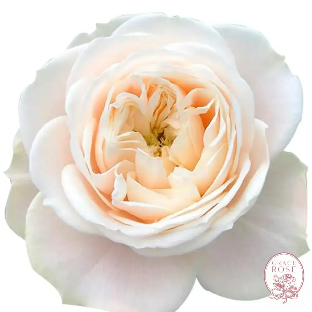 Darlington™ Potted Rose Bush