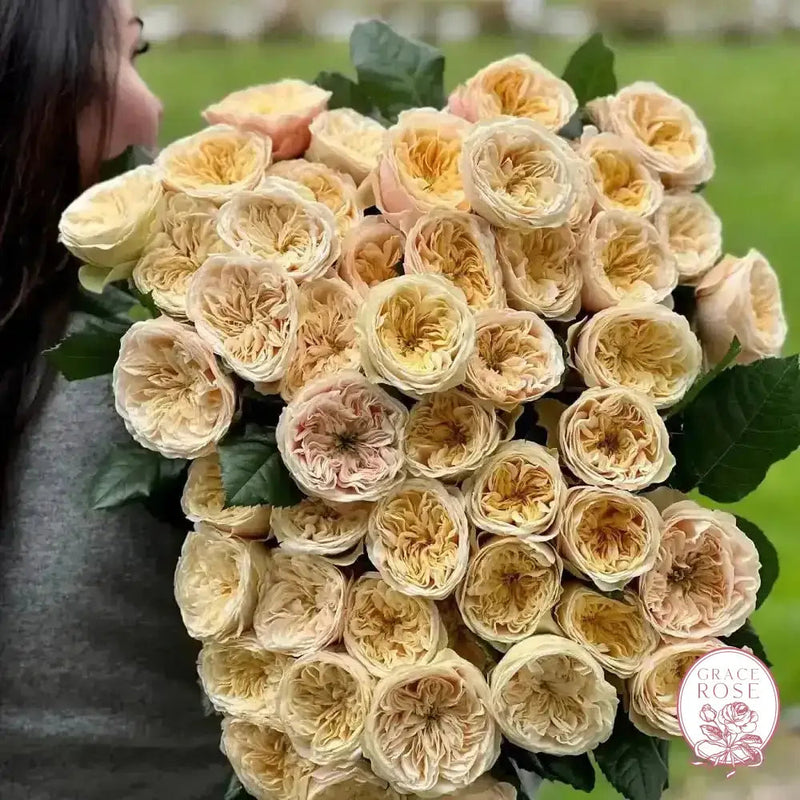 Darlington™ Potted Rose Bush