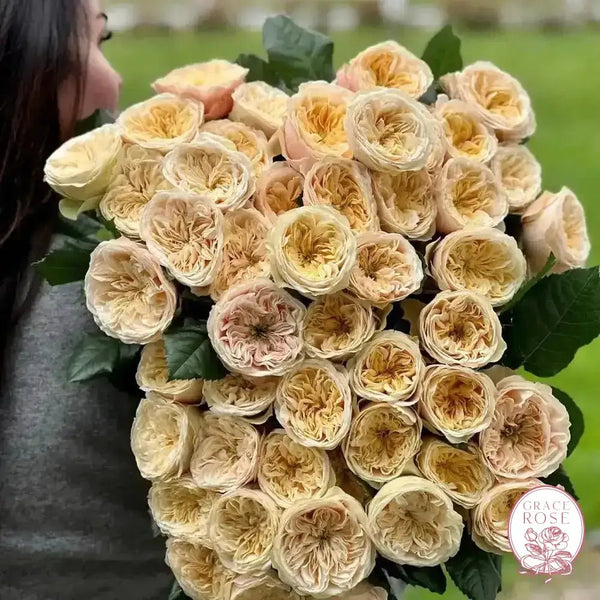 Darlington Rose | Fragrant Hybrid Musk Rose | Grace Rose Farm