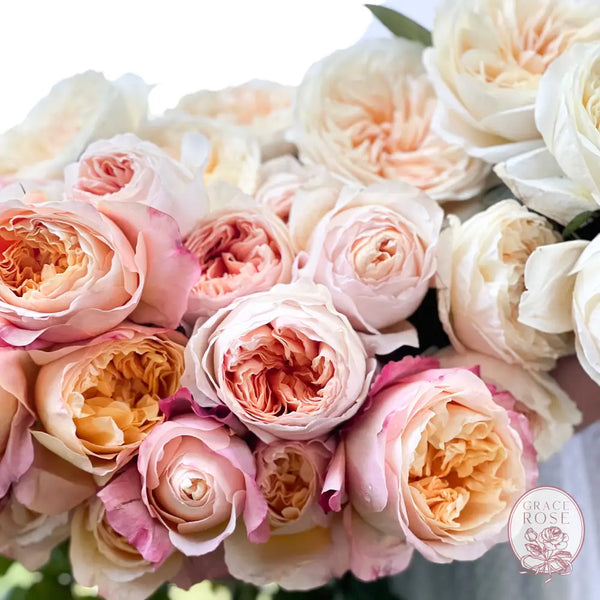 David Austin Peaches and Cream Garden Rose Bundle CUTS