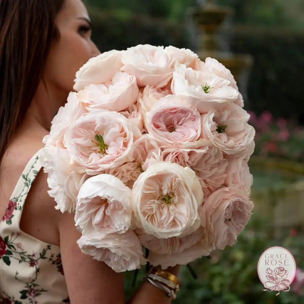 David Austin ’Always in Bloom’ Subscription CUTS