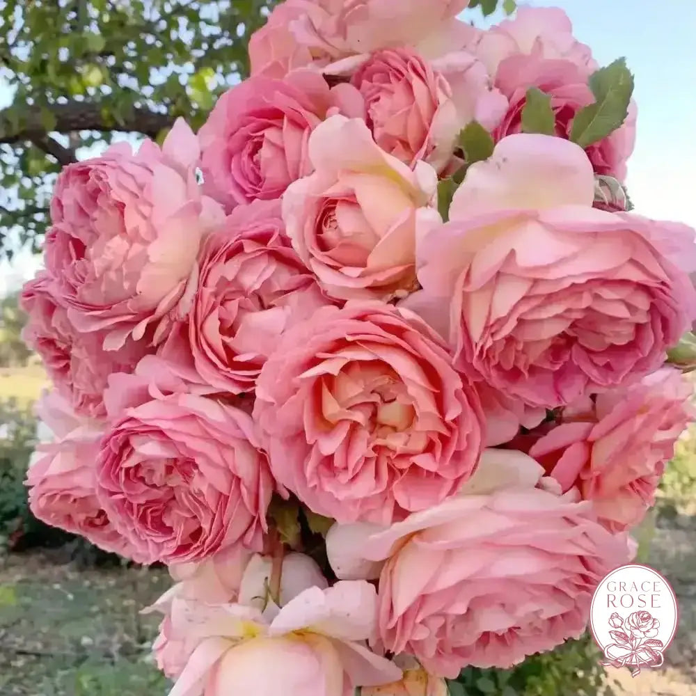 David Austin® AUShunter Potted Rose Bush