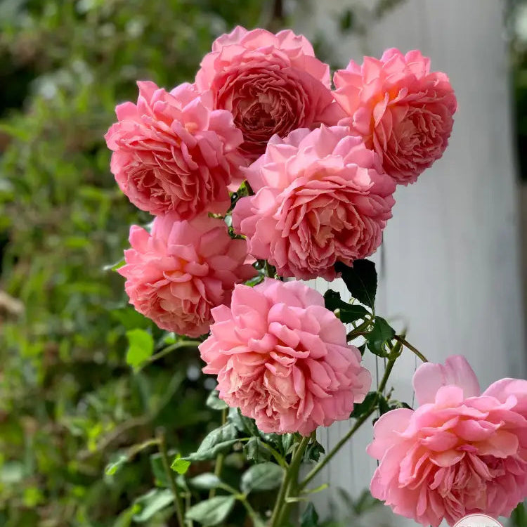 David Austin® AUShunter Potted Rose Bush