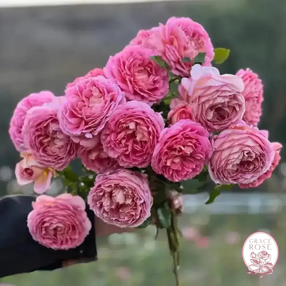 David Austin® AUShunter Potted Rose Bush