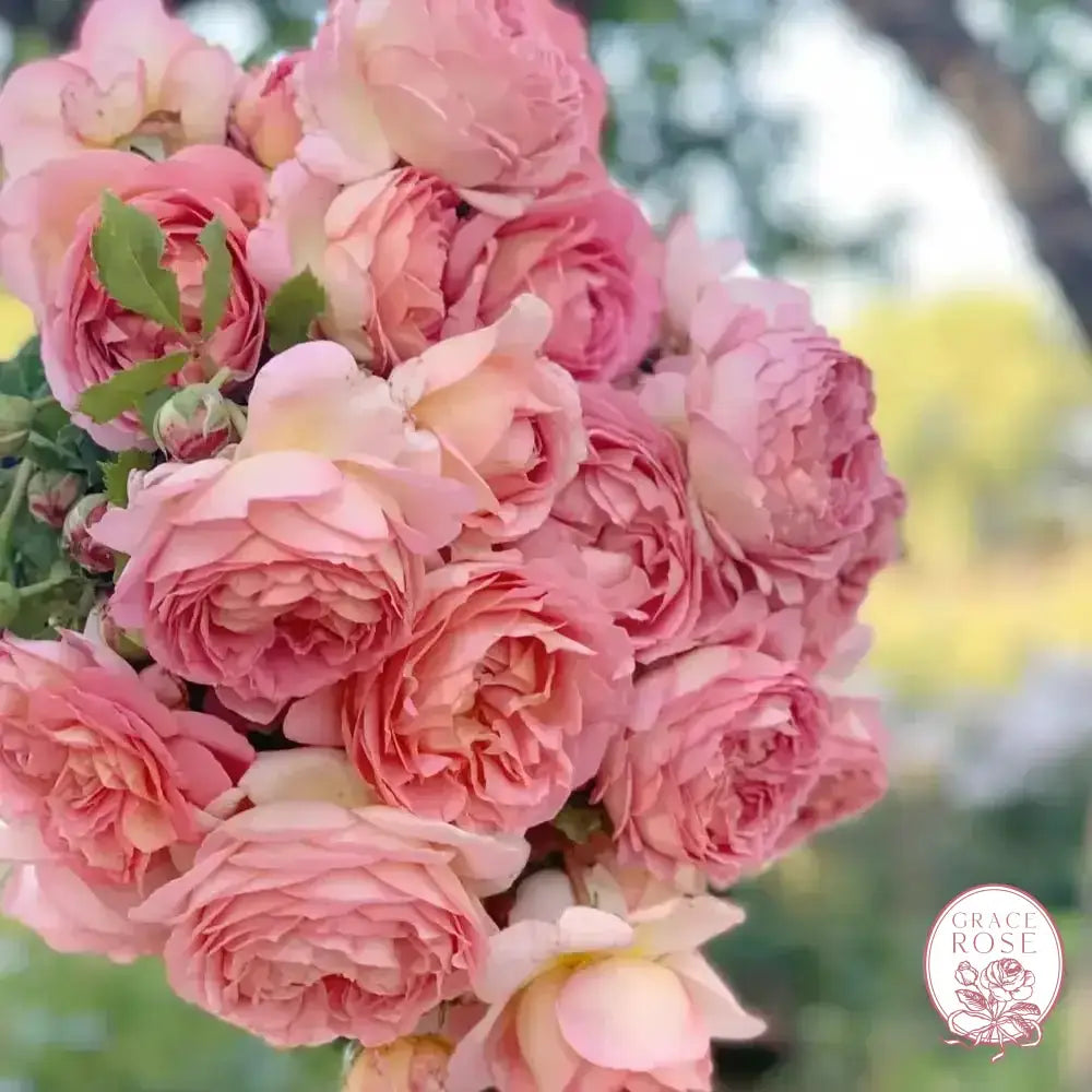 David Austin® AUShunter Potted Rose Bush