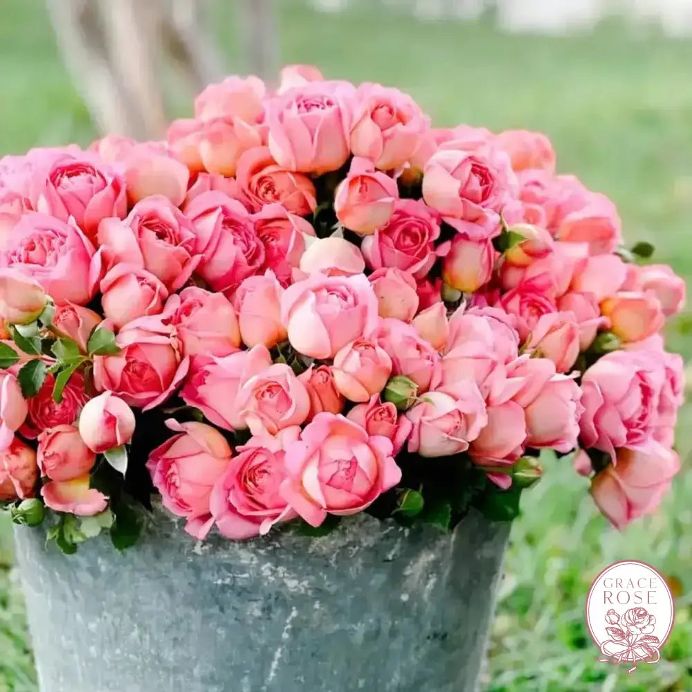 David Austin® AUShunter Potted Rose Bush