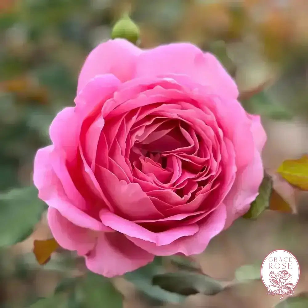 David Austin® AUShunter Potted Rose Bush