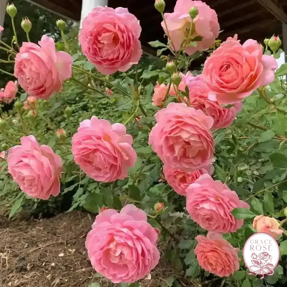 David Austin® AUShunter Potted Rose Bush