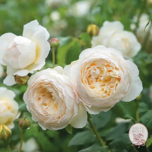 David Austin® Claire Austin® Climbing Potted Rose Estate Rose™ Potted Climbing Rose BUSHES