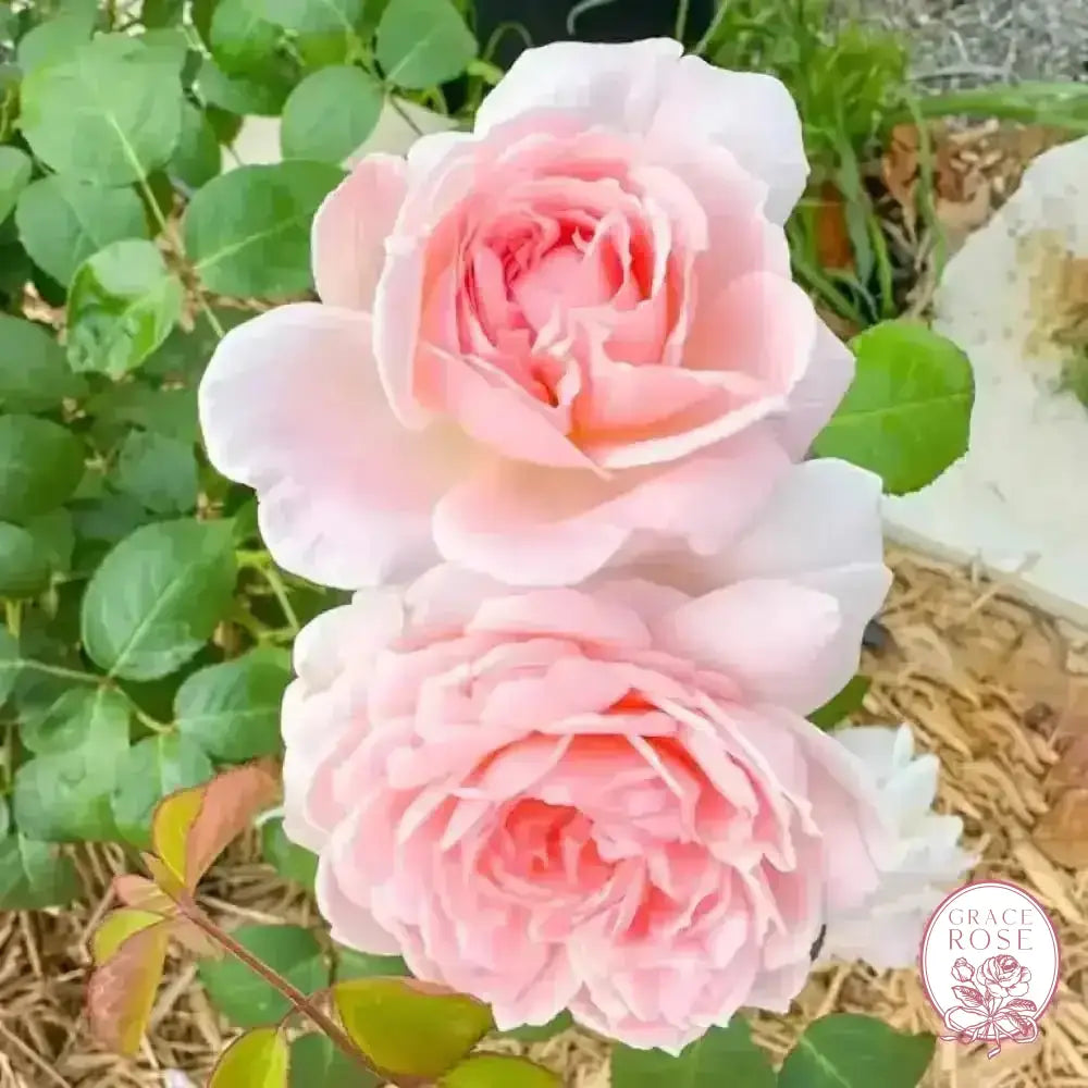 David Austin Roses Eglantyne Rose Bush - Thumbnail 3
