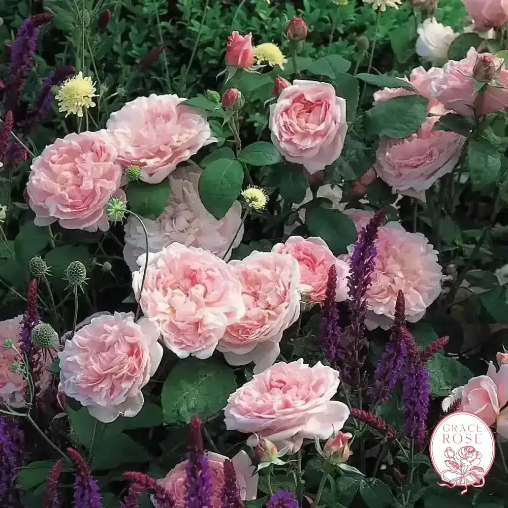 David Austin Roses Eglantyne Rose Bush - Thumbnail 2