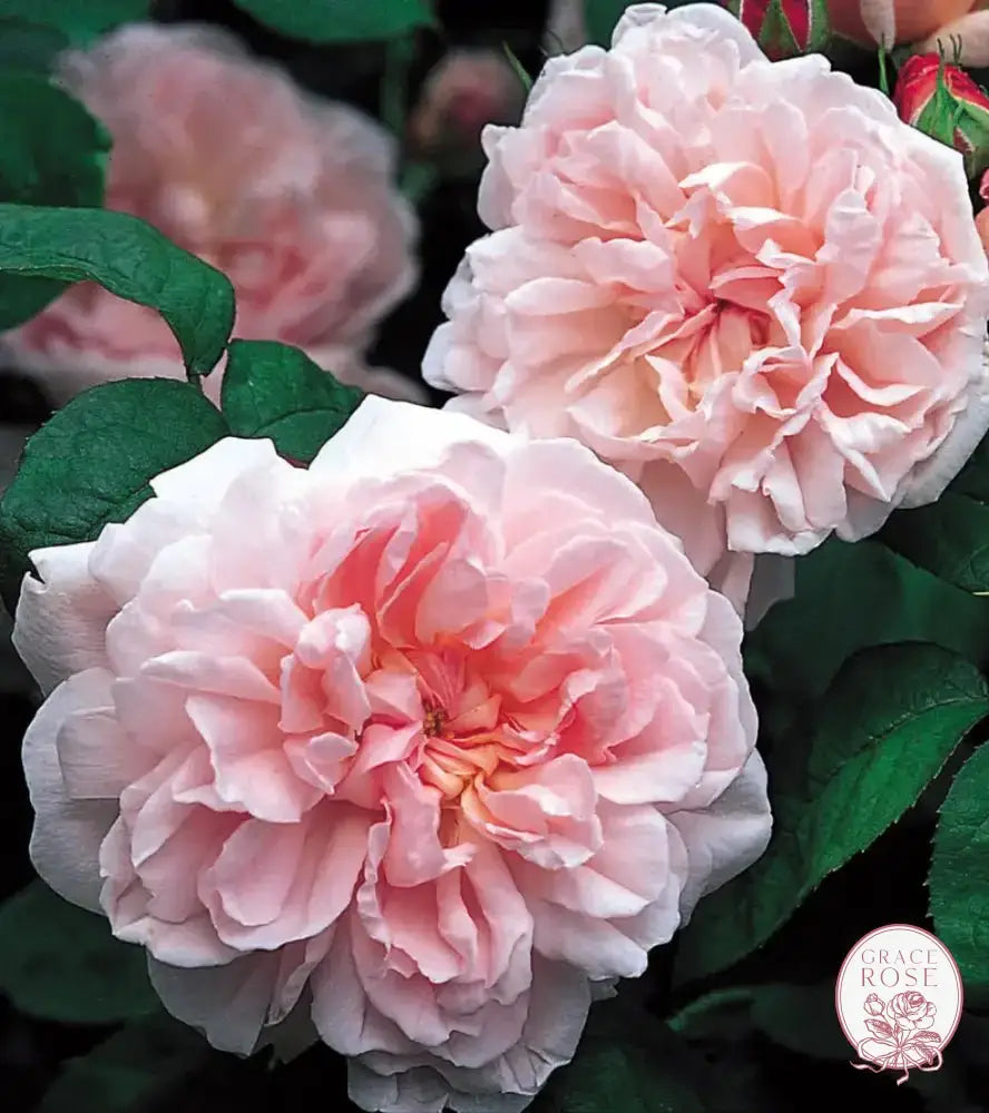 David Austin Roses Eglantyne Rose Bush