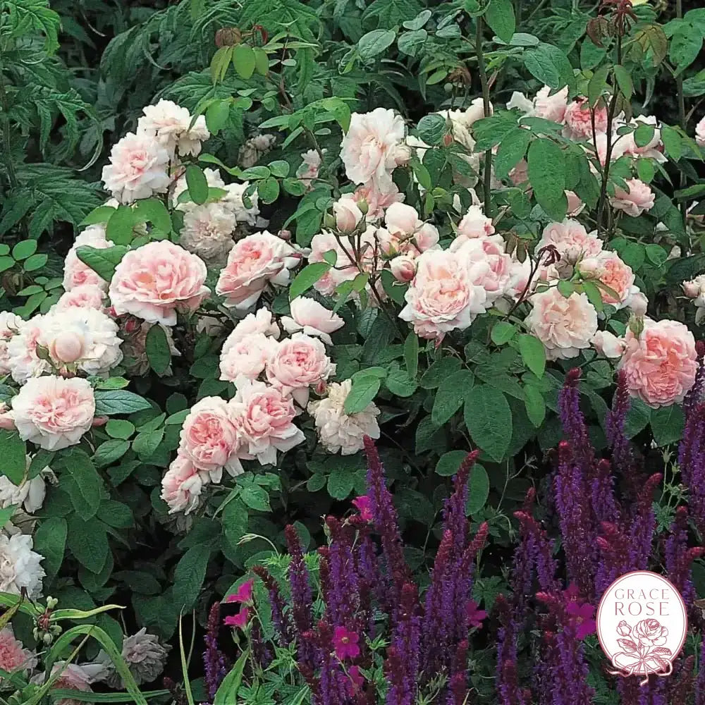 David Austin Roses Eglantyne Rose Bush - Thumbnail 4