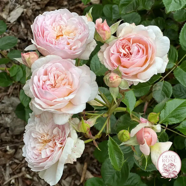 David Austin™ Emily Bronte™ Potted Rose Bush Estate Rose™ Potted Rose Bush BUSHES