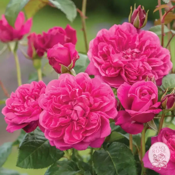 James L Austin Rose Bush 2 Year Old Potted Rose Bush BUSHES