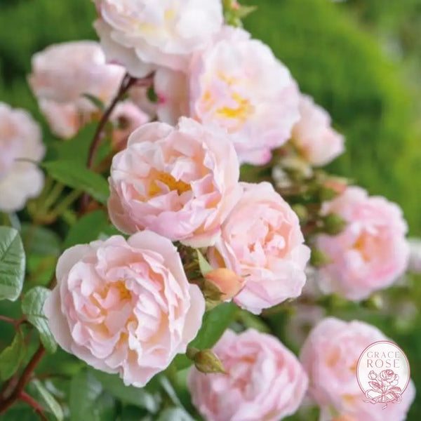 Lady of the Lake Rose Bush 2 Year Old Potted Rose Bush BUSHES