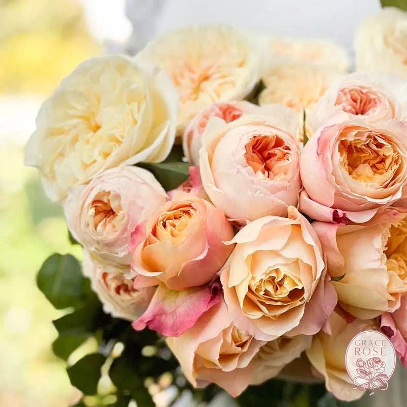 David Austin Peaches and Cream Garden Rose Bundle CUTS