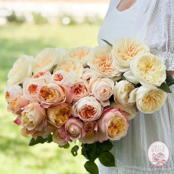 David Austin Peaches and Cream Garden Rose Bundle CUTS