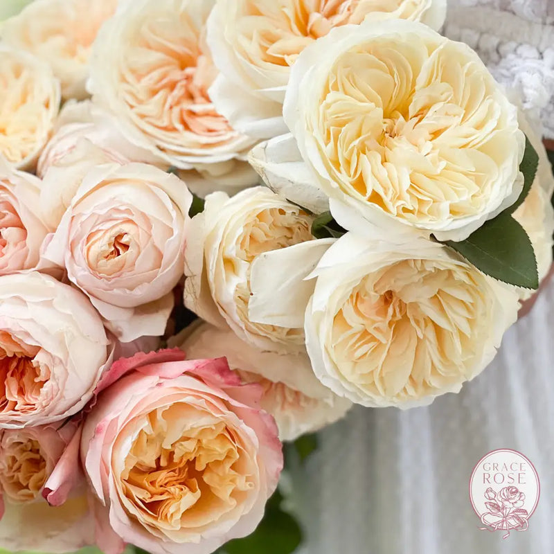 David Austin Peaches and Cream Garden Rose Bundle CUTS