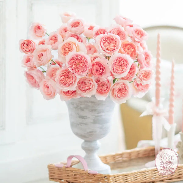 Phoebe Garden Rose