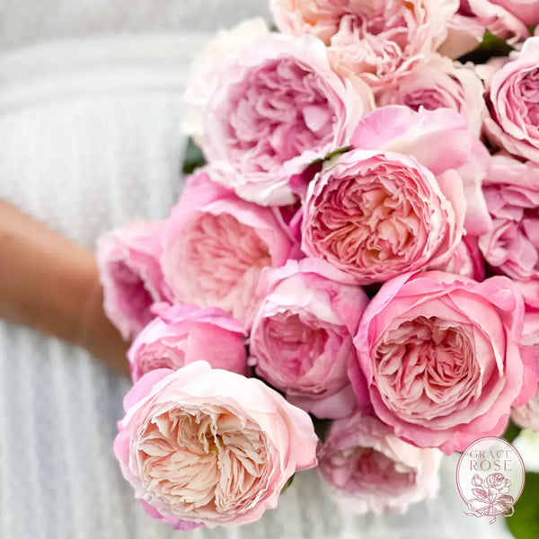 David Austin Pretty in Pink Garden Rose Bundle CUTS