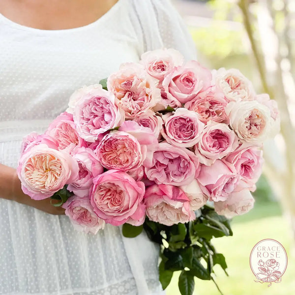 Pretty in Pink Garden Rose Bundle