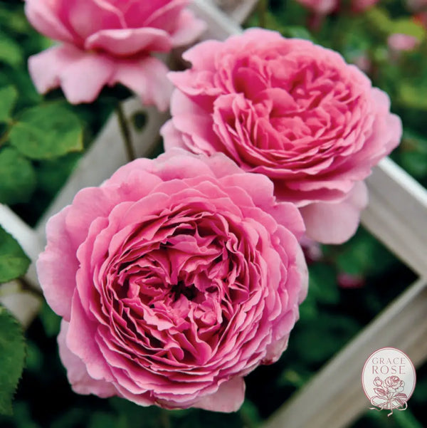 David Austin® Princess Alexandra of Kent Potted Rose Bush Estate Rose™ Potted Rose Bush BUSHES