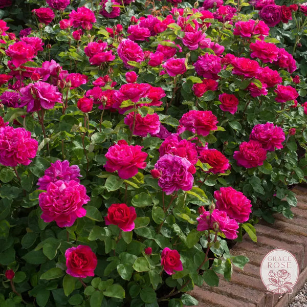 David Austin® Sophy’s Rose Potted Rose Bush Estate Rose™ Potted Rose Bush BUSHES