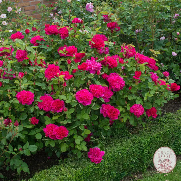 David Austin® Sophy’s Rose Potted Rose Bush Estate Rose™ Potted Rose Bush BUSHES