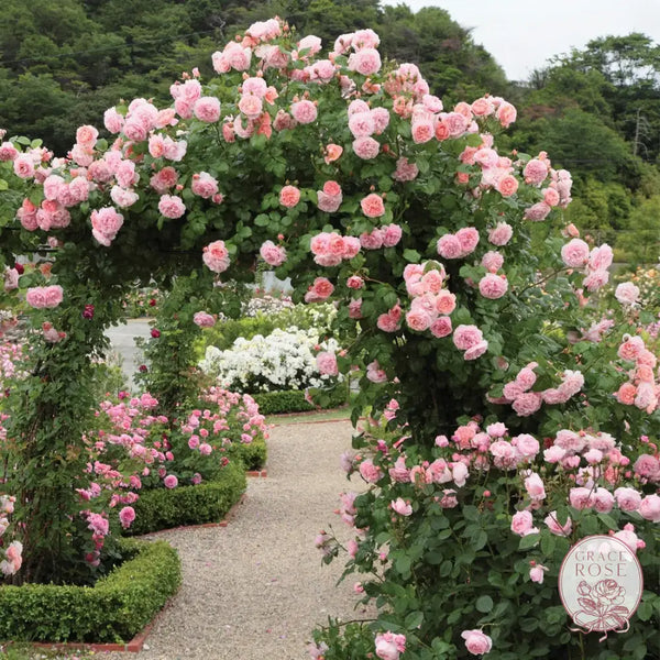 David Austin® Strawberry Hill Potted Climbing Rose Estate Rose™ 30’’ Climbing Potted Rose BUSHES