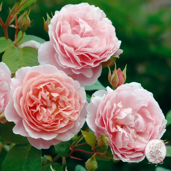 David Austin® Strawberry Hill Potted Climbing Rose Estate Rose™ 30’’ Climbing Potted Rose BUSHES