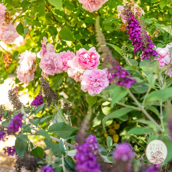David Austin® The Cottage Rose® Potted Rose Bush Estate Rose™ Potted Rose Bush BUSHES