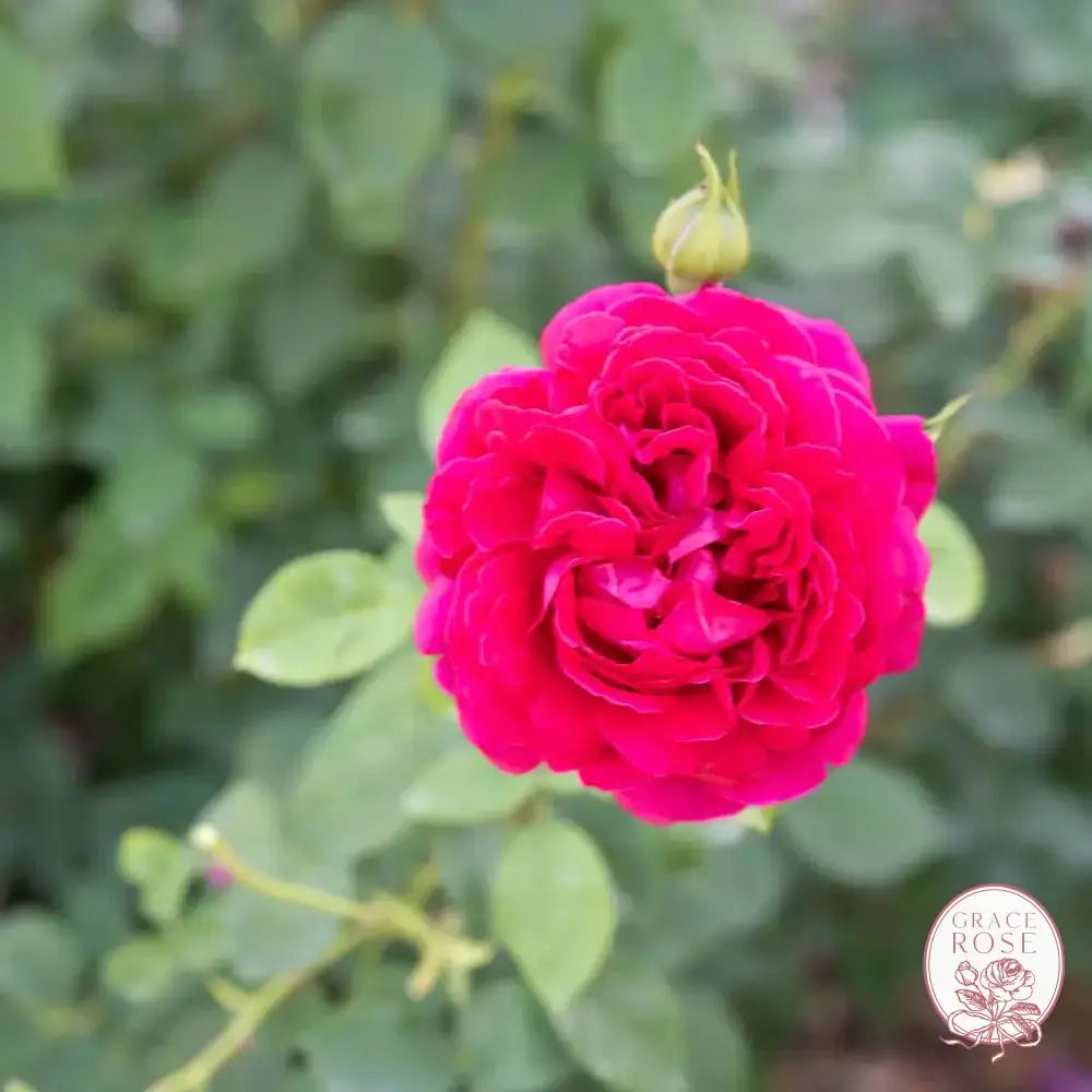 David Austin® The Dark Lady Potted Rose Bush