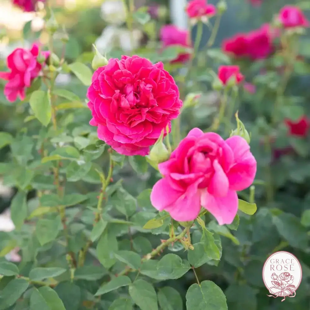 David Austin® The Dark Lady Potted Rose Bush