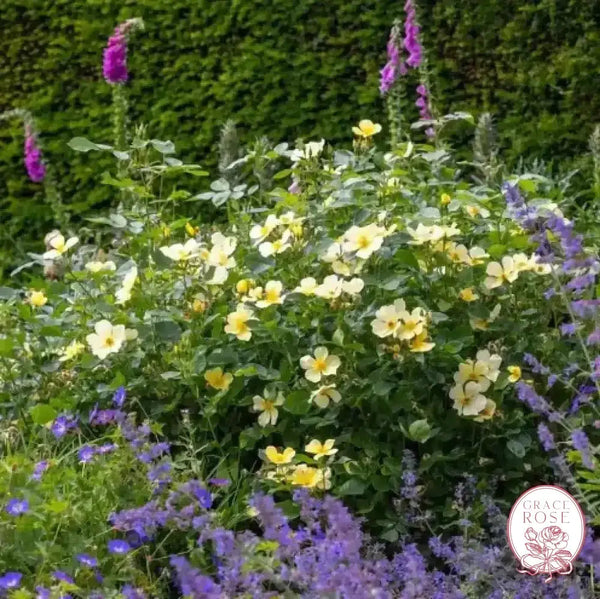 David Austin® Tottering By Gently Potted Rose Bush