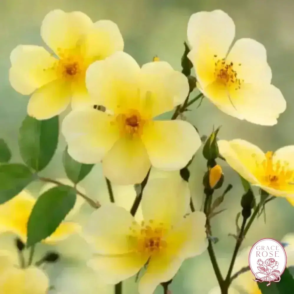 David Austin® Tottering By Gently Potted Rose Bush