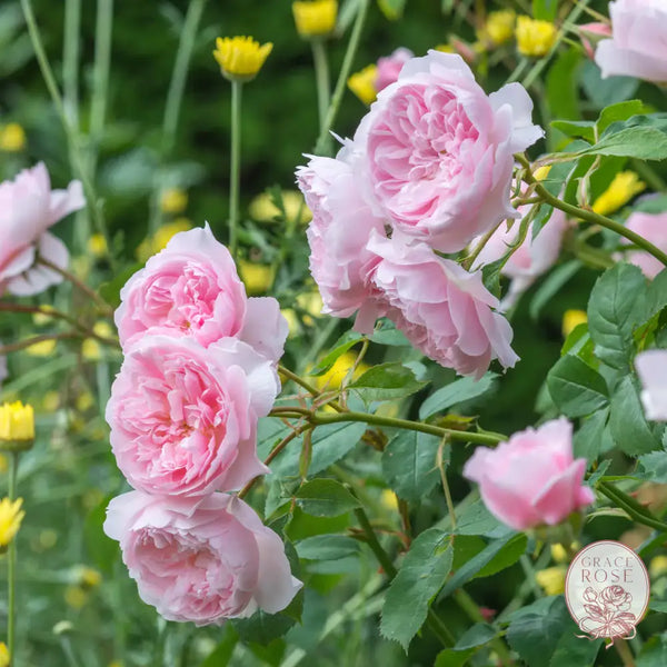 David Austin® Wisley 2008 Potted Rose Bush Estate Rose™ Potted Rose Bush BUSHES