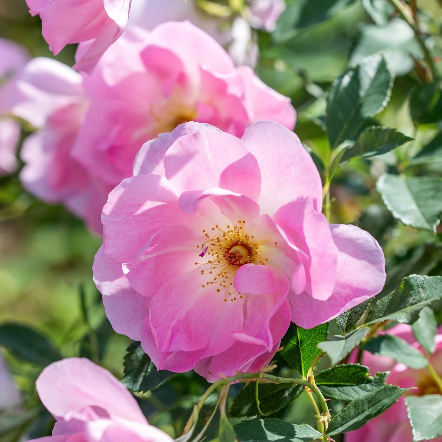 David Austin Roses The Lady's Blush Rose Bush