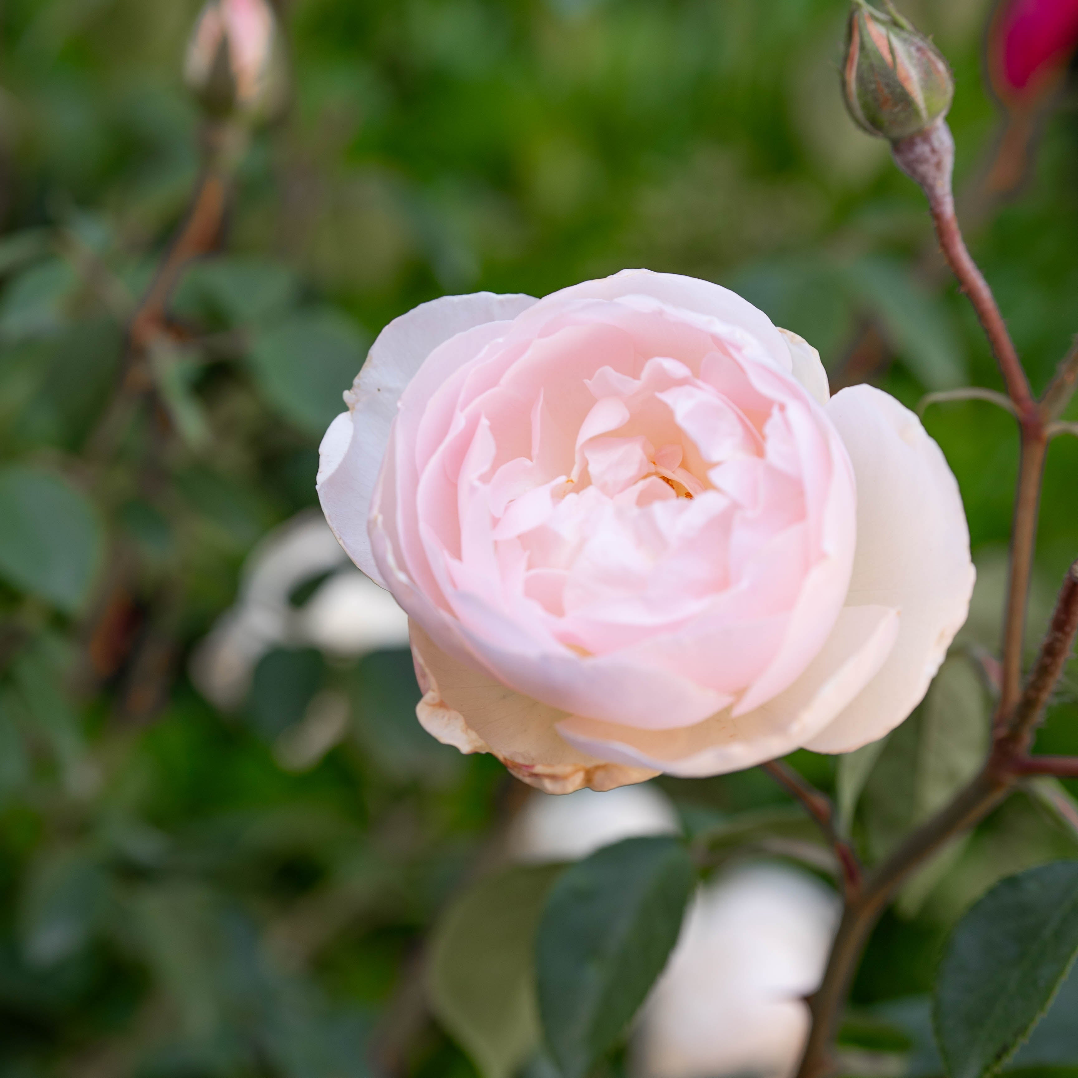 David Austin® Desdemona™ Potted Rose Rose