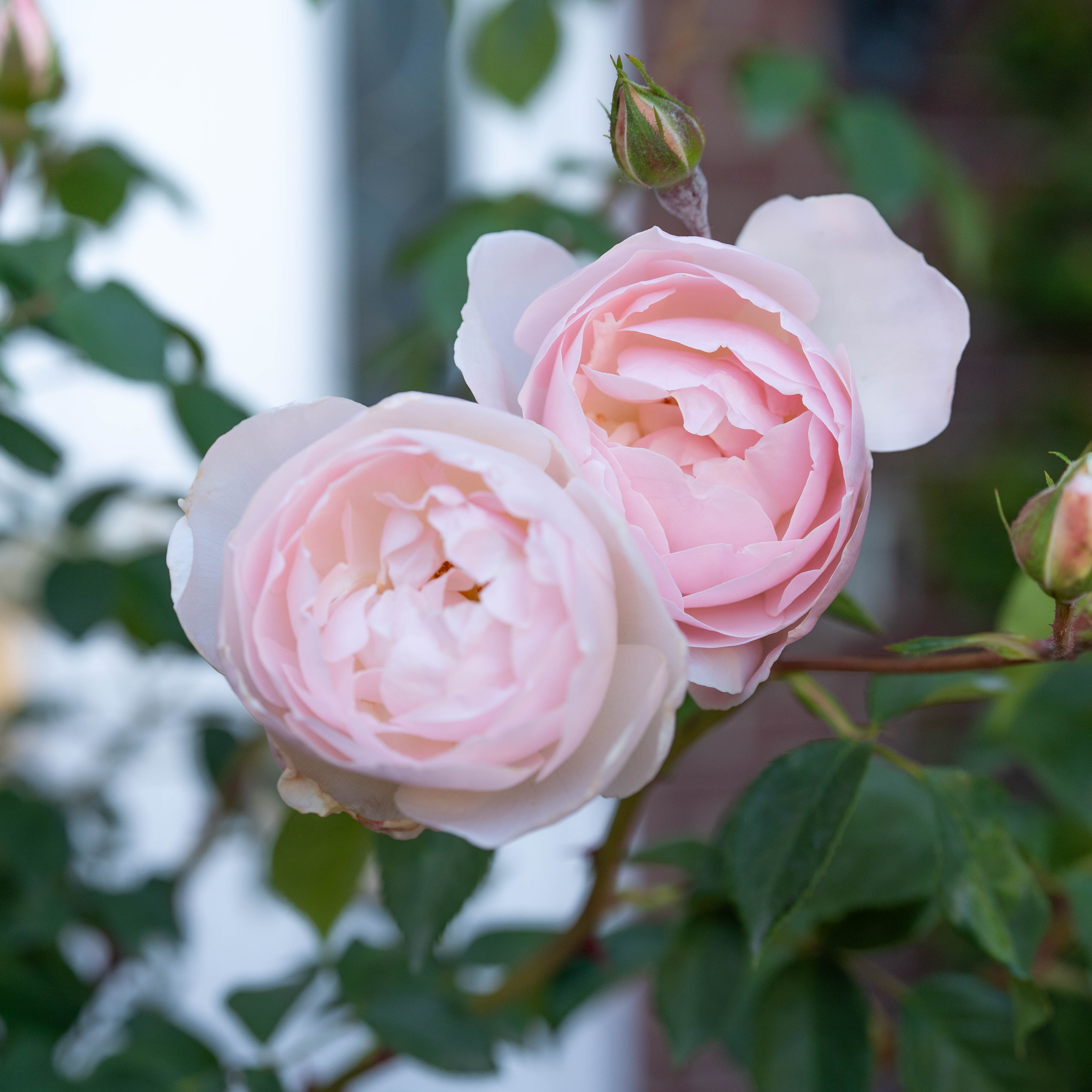 オレフォス　Rosebud　ベース Desdemona Climbing Rose | David Austin White Climber | Grace Rose Farm