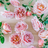 Koko Loko™ Potted Tree Rose