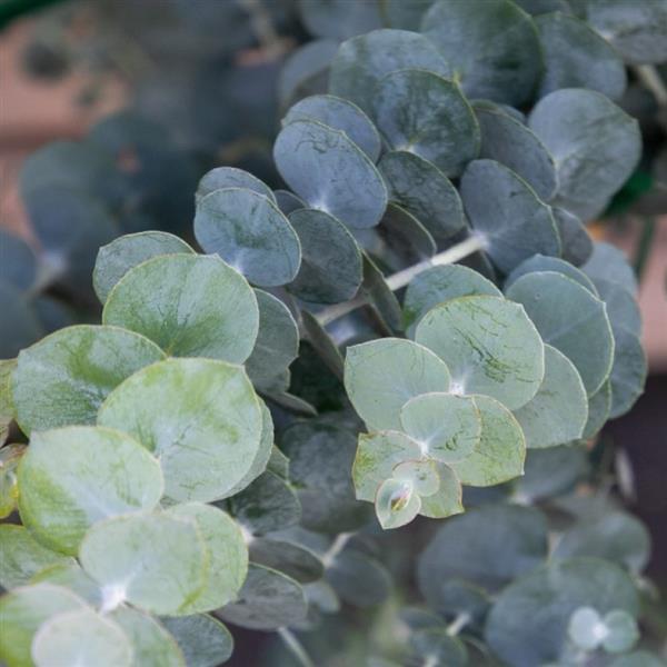 Eucalyptus p. 'Baby Blue Bouquet'