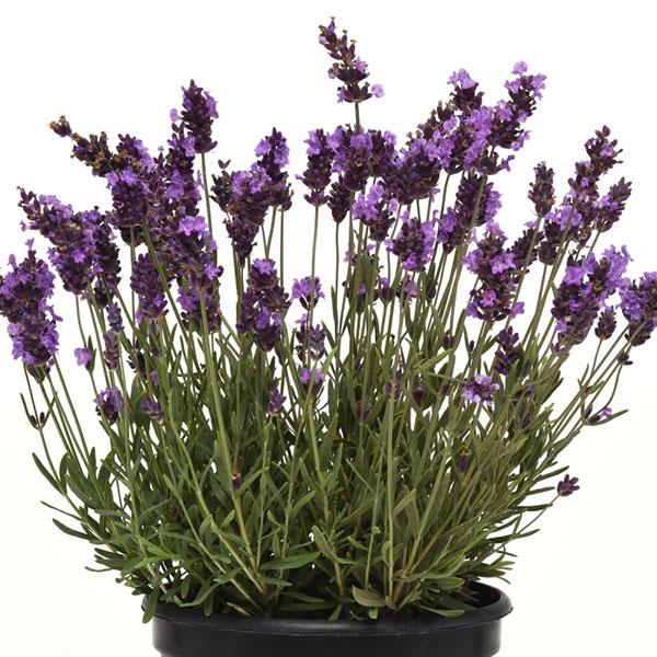Lavender - English 'Avignon Early Blue'