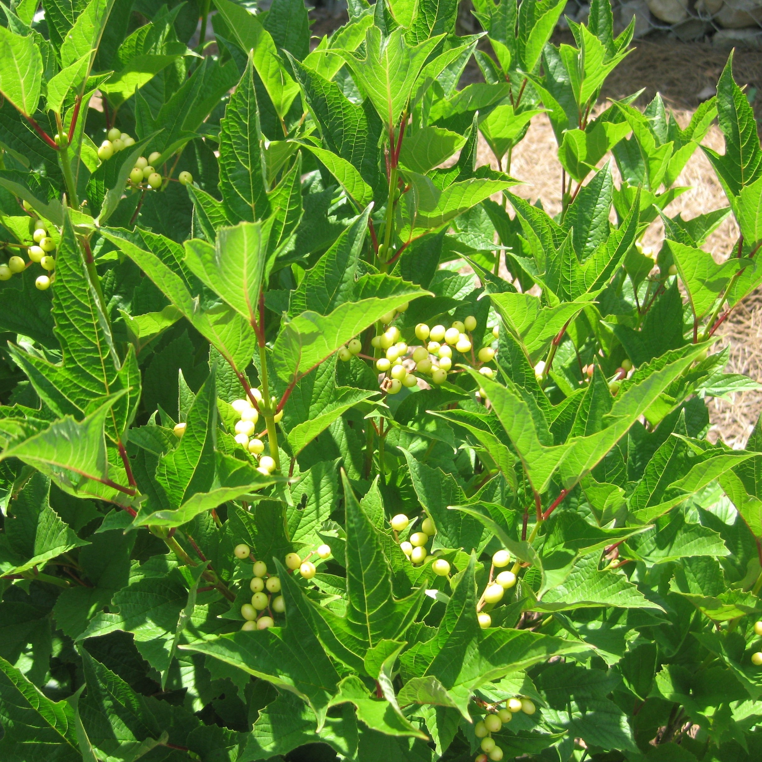 American Beauties Native Plants Viburnum Wentworth - Thumbnail 2