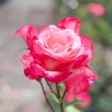 Double Delight™ Bare Root Rose Bush
