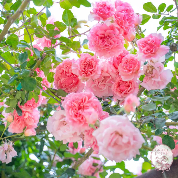 Dream Weaver™ Potted Climbing Rose Estate Rose™ Potted Climbing Rose BUSHES