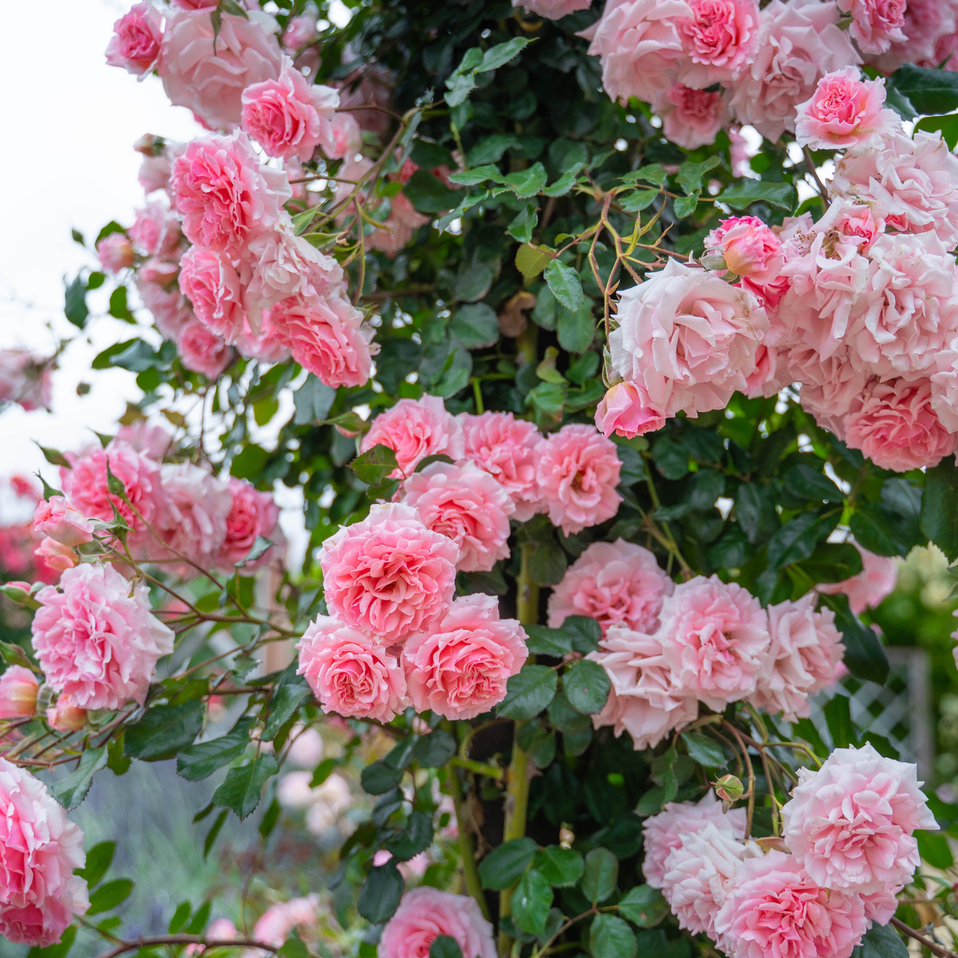 Dream Weaver™ Potted Climbing Rose
