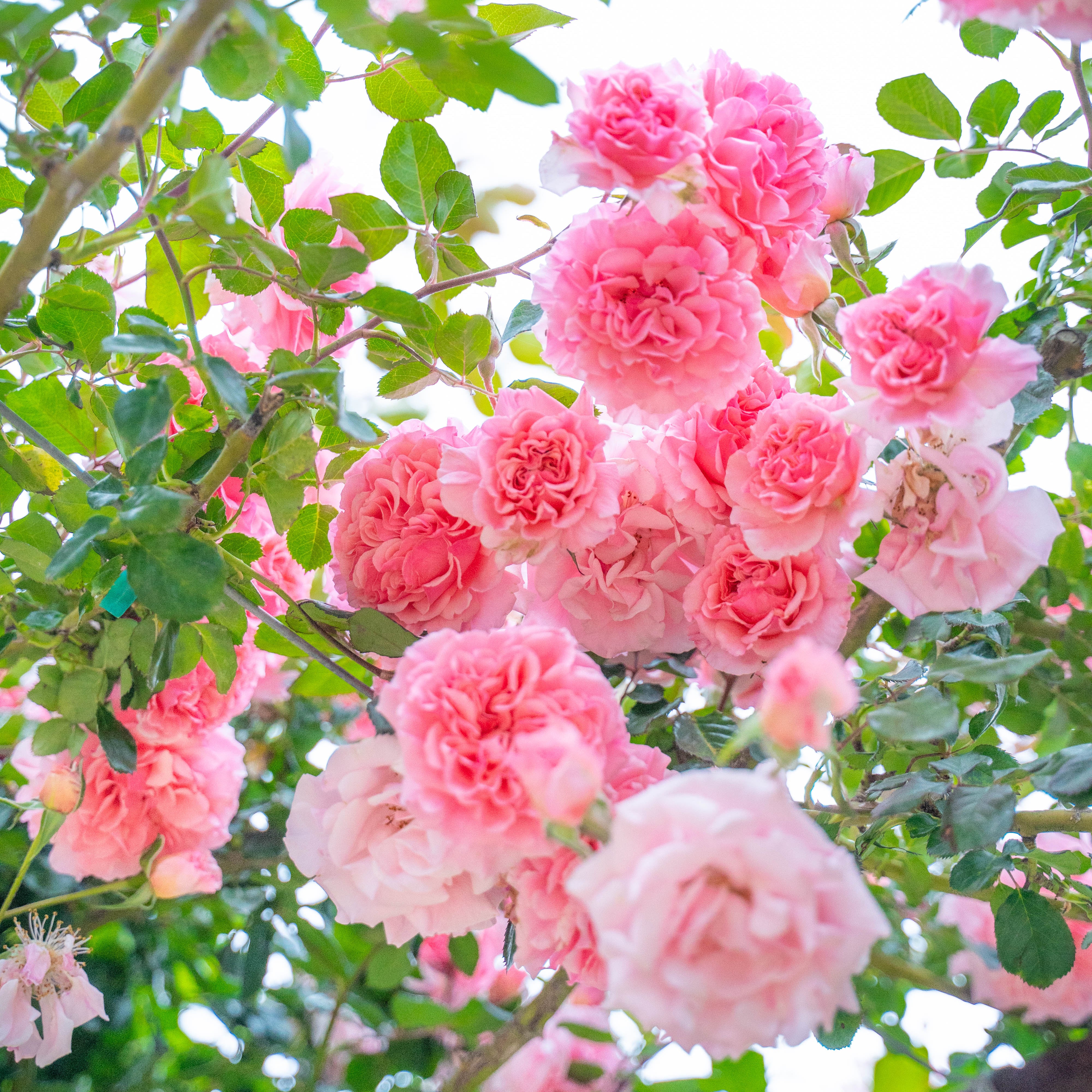Dream Weaver™ Potted Climbing Rose