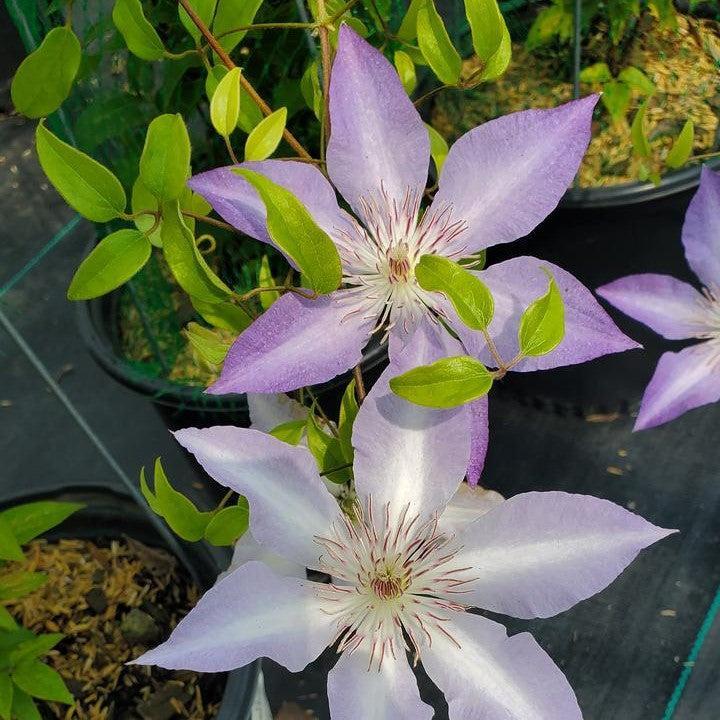 Clematis Boulevard® Tranquilite™ Potted Clematis Plant