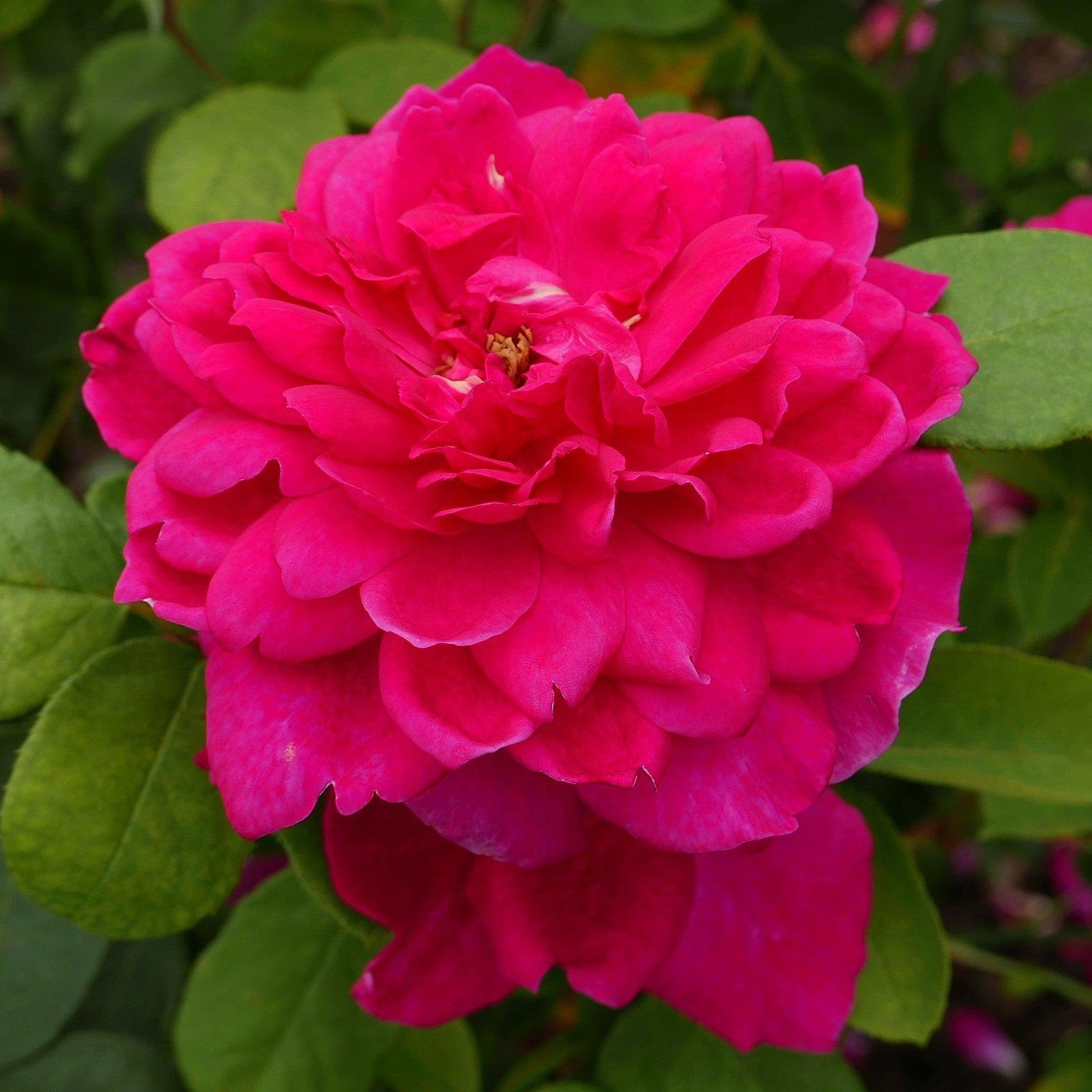 David Austin® Sophy's Rose Potted Rose Bush